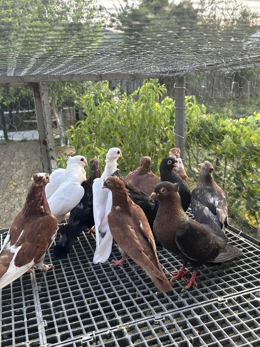 Porumbei de vanzare diferite rase