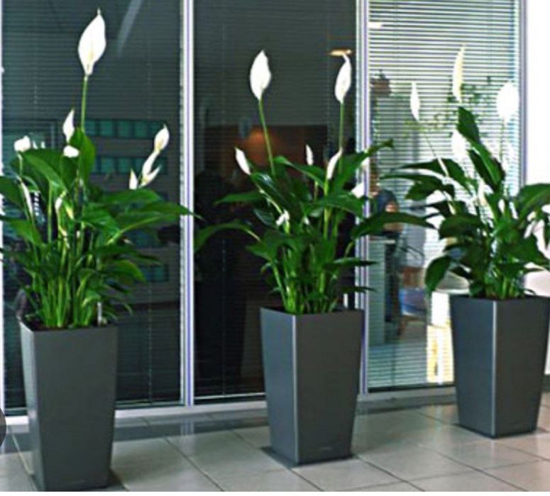 ЦВЕТЫ ОФИСНЫЕ, Офис гуллари, Комнатные растения