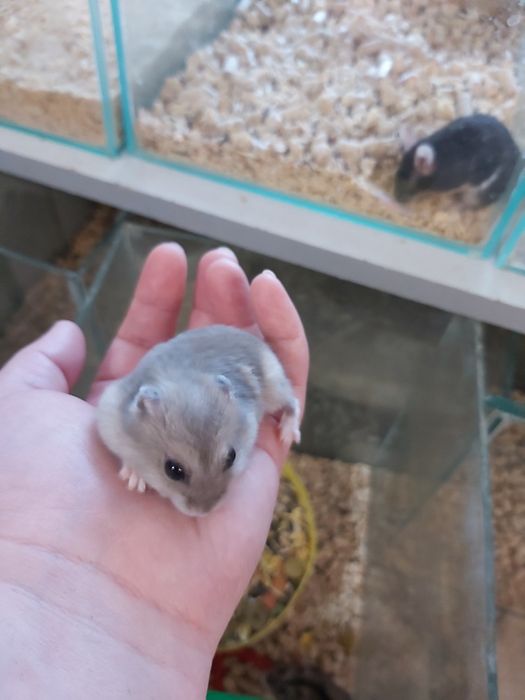 Хомячки Джунгарские