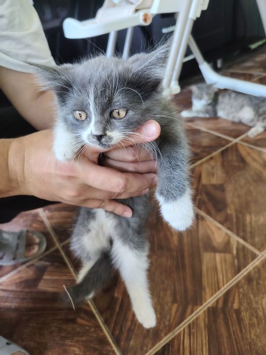 Отдам в хорошие руки котёнка