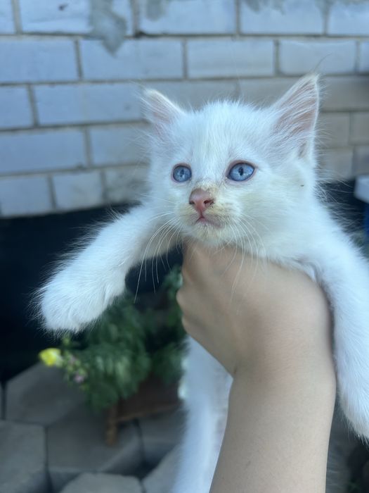 Котята в добрые руки!!!