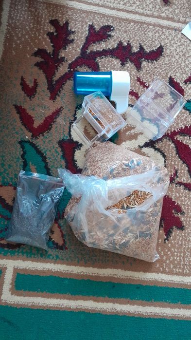 Папугай с клеткой