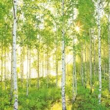 Vand mesteacan coaja alba calitate extra diferite dimensiuni