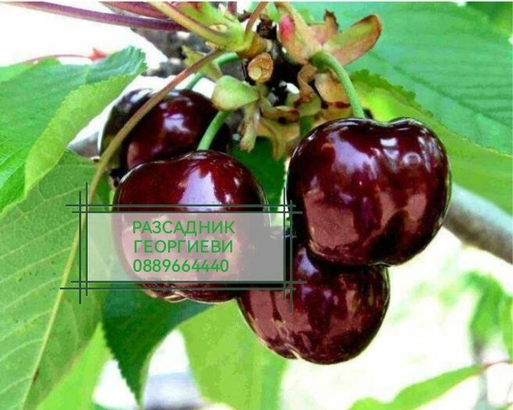 Мини (колонни) овощни дръвчета