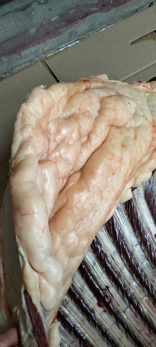 Продам жирных тайчиков