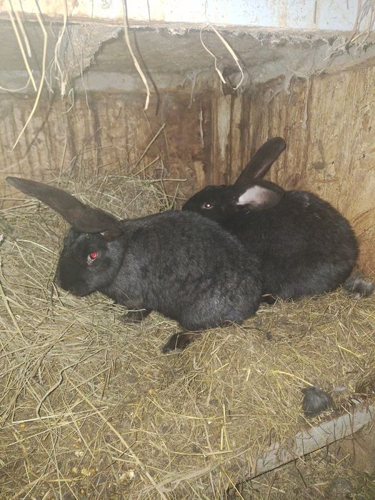 De vanzare doua femele tinere