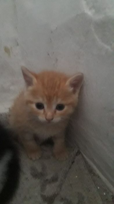 Котёнок от воспитанной кошки