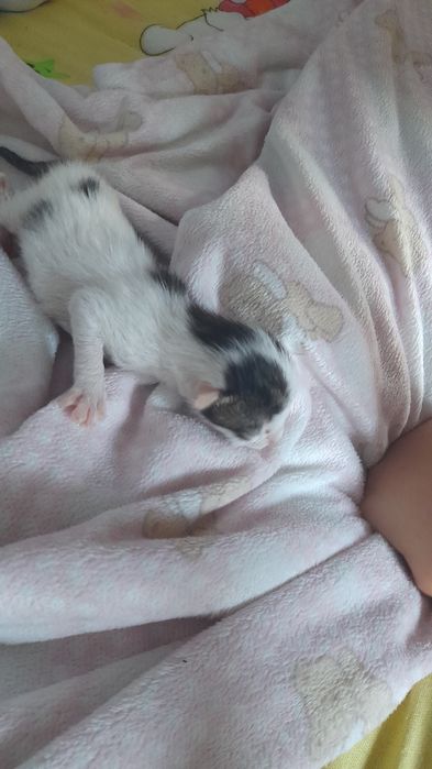 Бебе коте на една седмица търси дом