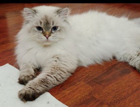 Вязка Скоттиш Страйт Хайленд Поинт