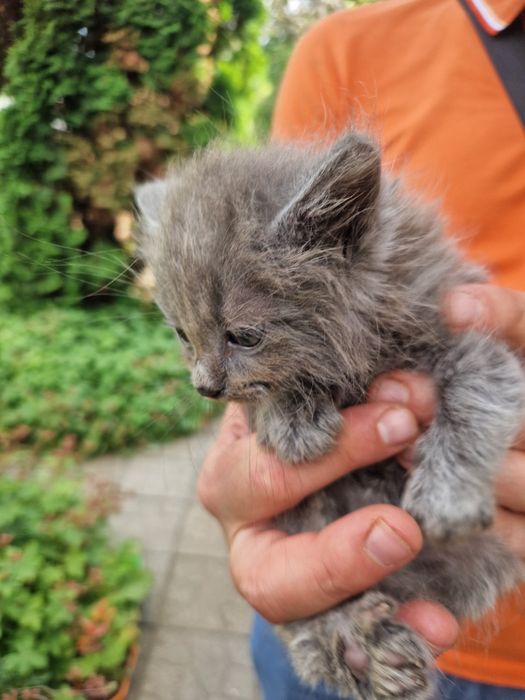 Подарявам котета