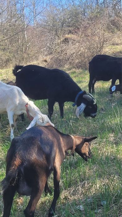 Vand tap Anglo Nubiene