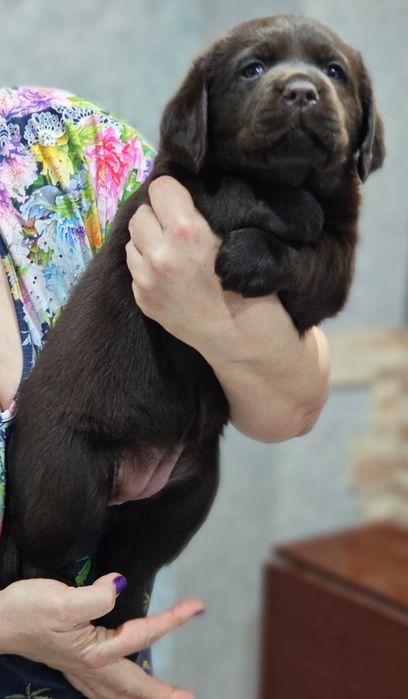 Щенки лабрадора ретривера