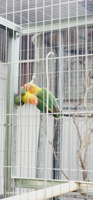 Фишерлар сотилади. 2 ойлик.