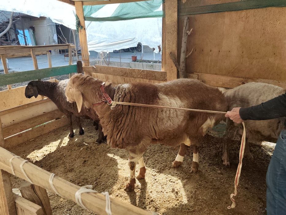 Zotdor Qo'chqor sotiladi.