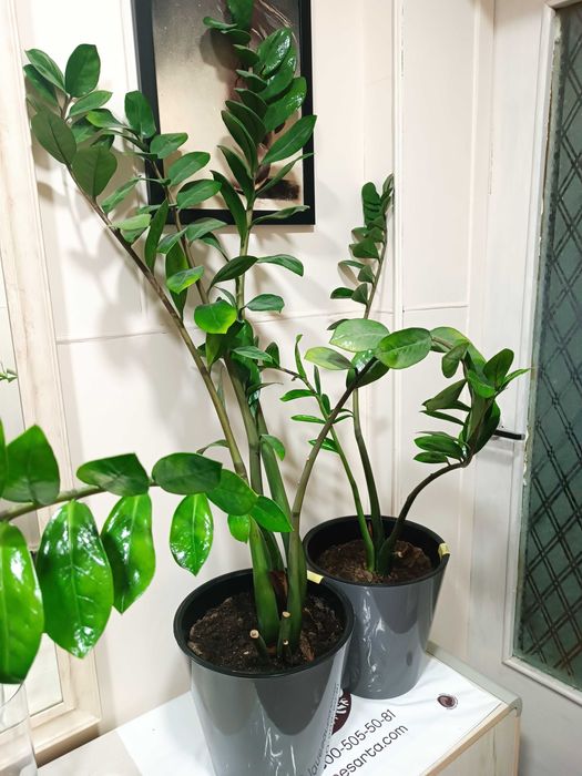 Комнатное растение Замиакулькас.