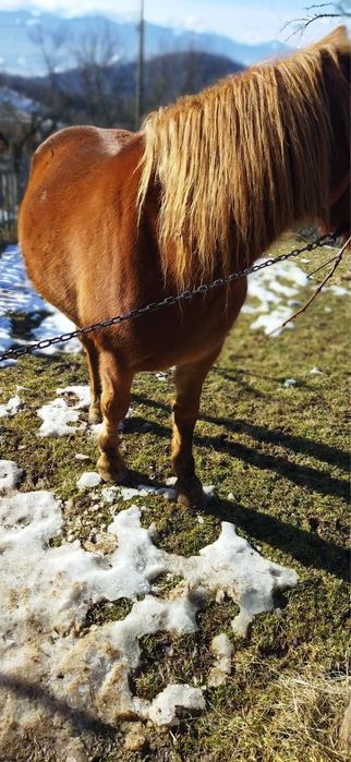 Vând cal de 5 ani cuminte