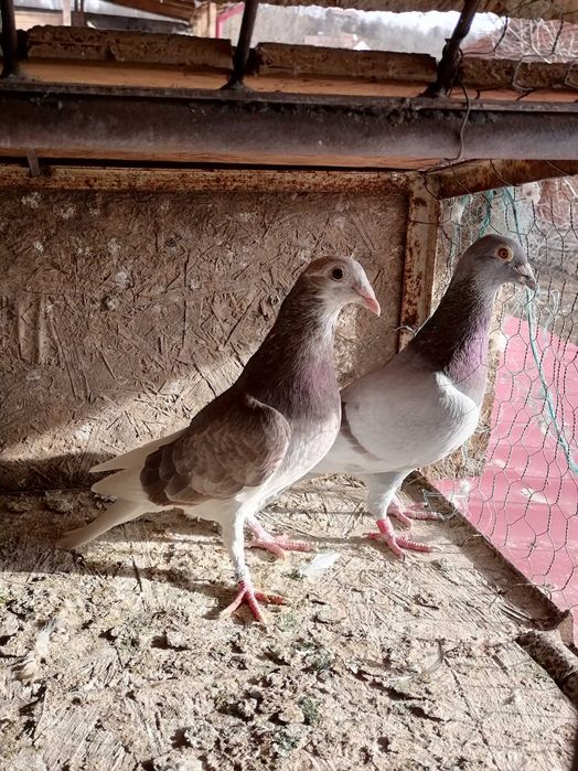 Vând porumbei voiajori de concurs