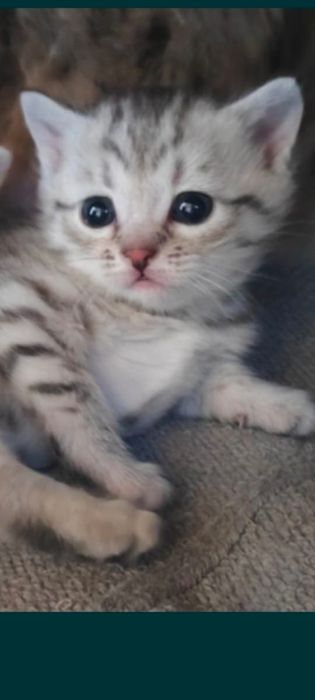 Продам котят 2''