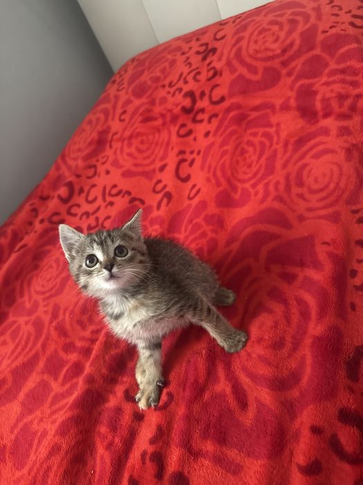 Кошка ласковая умная