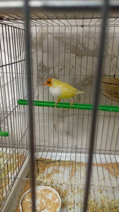 Privaznoy quwla sotladi