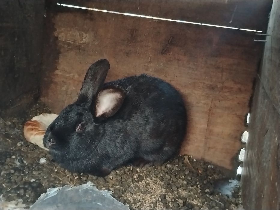 Продам Кроликов.