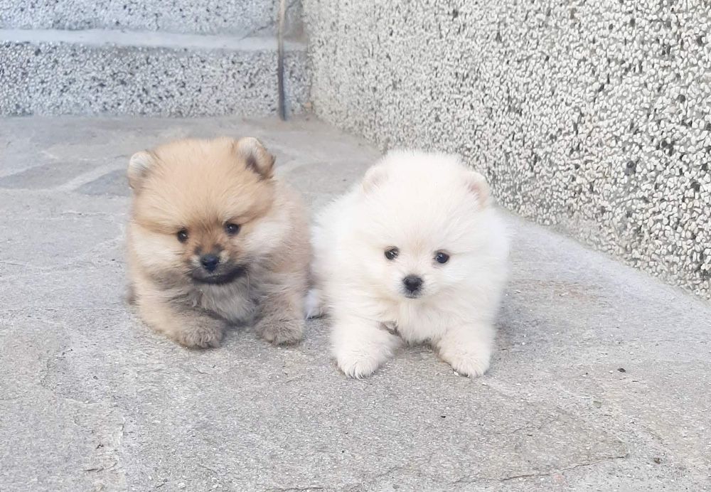 Померам Мини мини