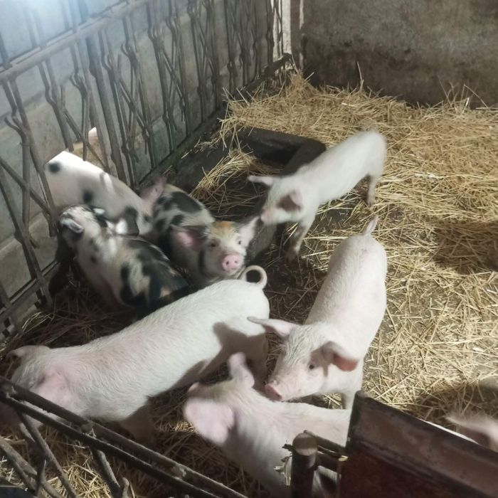 Малки прасенца и заплодена свиня.