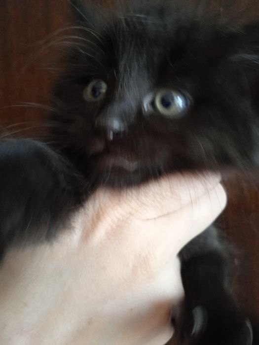 Чёрный пушистый котёнок турецкой ангоры, девочка 2 месяца.