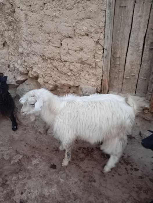 Орыс лак келісімі бар