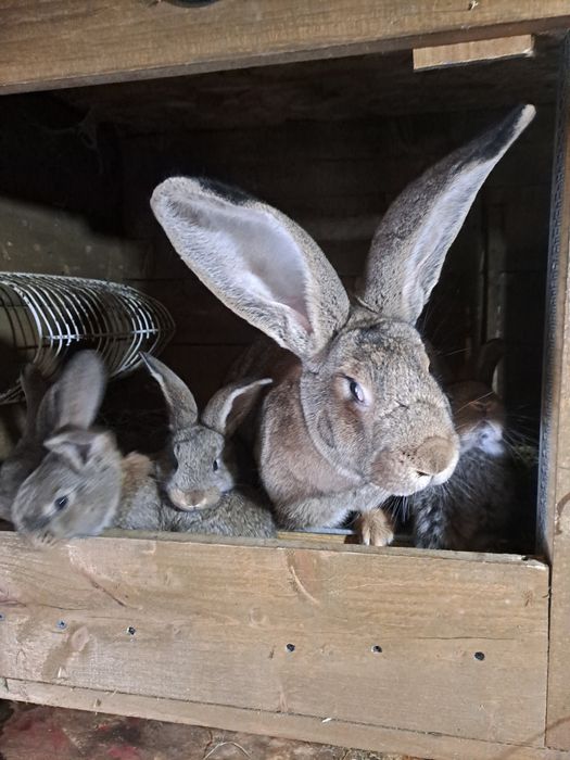 Femele urias german de 1 an cu pui de 1 luna
