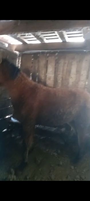 Таи на согым с длительного откорма