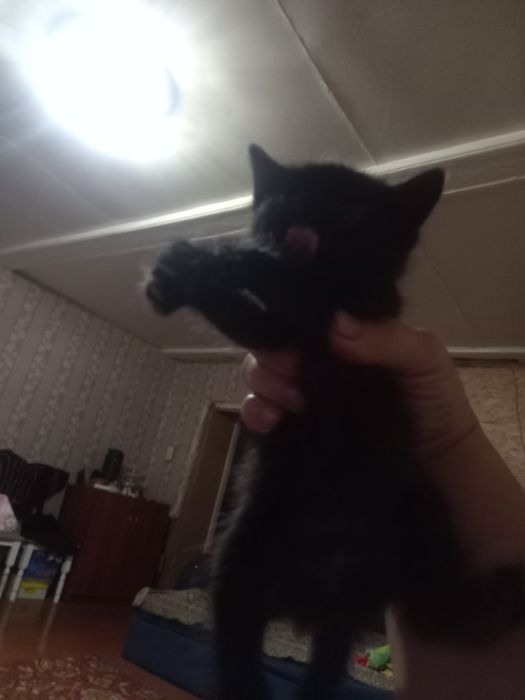Отдам котенка чёрный окрас