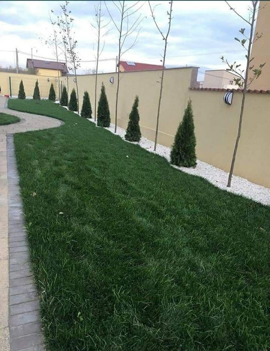 Gazon și plante ornamentale  Tuia Mesteacăn