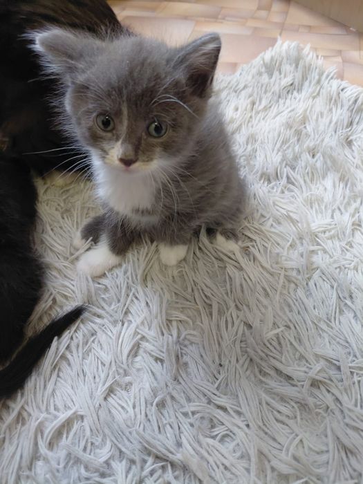 Отдам котят можно всех с кошкой