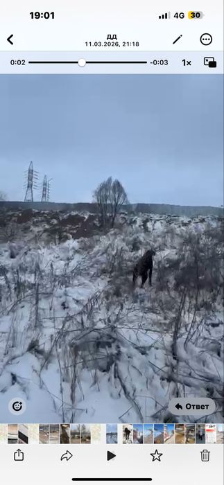Шикарный Драдхаар, рабочий кобель ДЛЯ ВЯЗКИ,