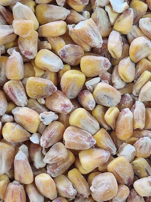 Зерно - Кукурузы