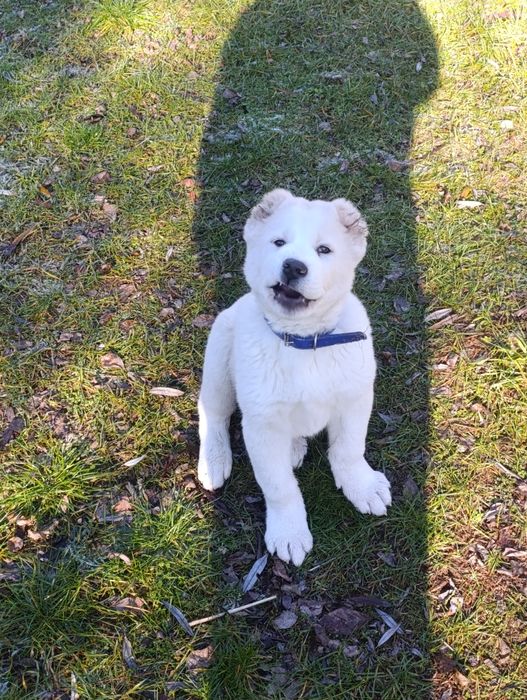 Средно азиатска овчарка