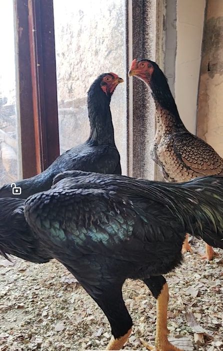 Шамо  тухумлари сотилади.