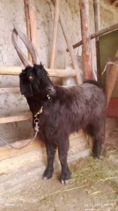 Сарка сотилади бичилан