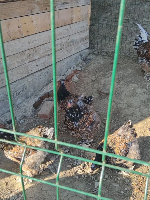 Ouă Brahma porțelan si bobat