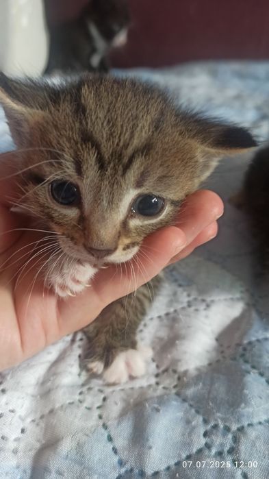 Отдам котят в добрые руки