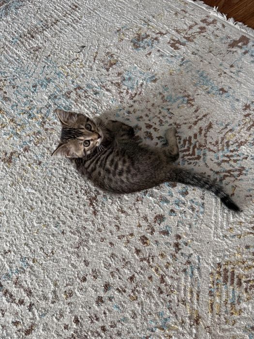 Срочно продам котенка