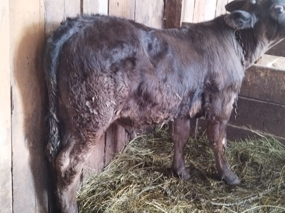 Vând 2 viței înțărcați un angus și un bălțat românesc două tăuraș de trei luni
