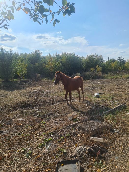 Продам лошадей кобыла и тай