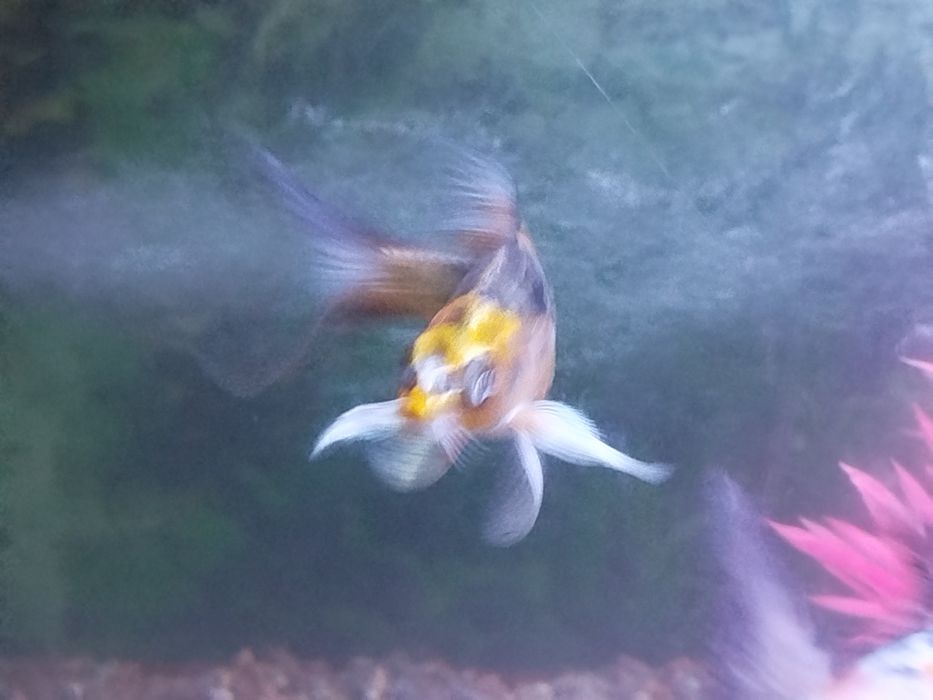 Коя рыбы акварум