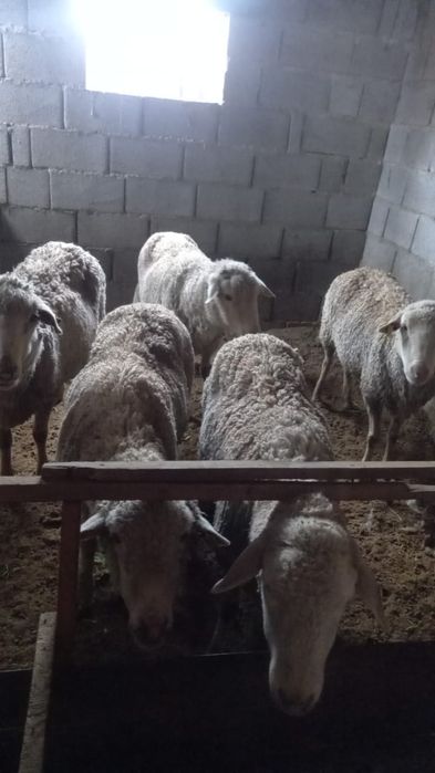 Срочна кой сатылады