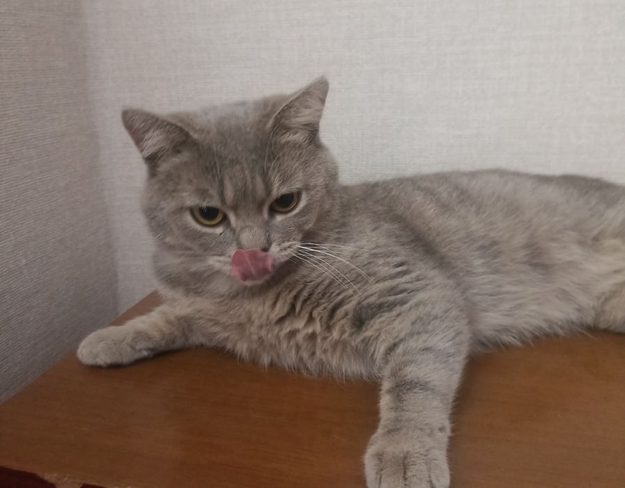 Котик,10 мес.в заботливые руки
