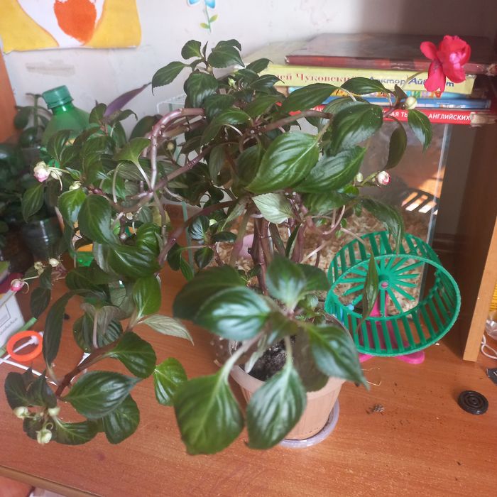 Продам комнатные цветы