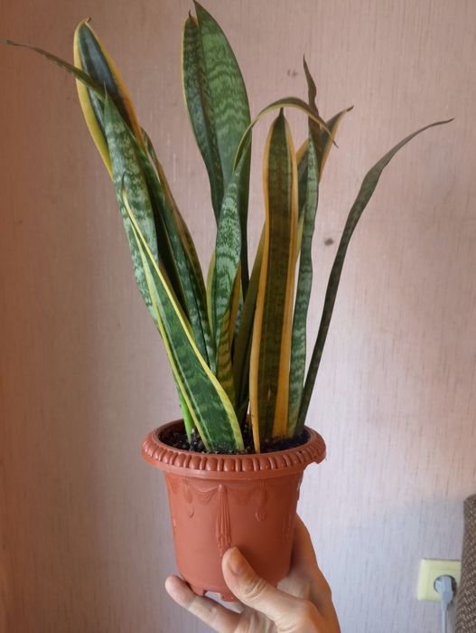 Продам сансивьерию
