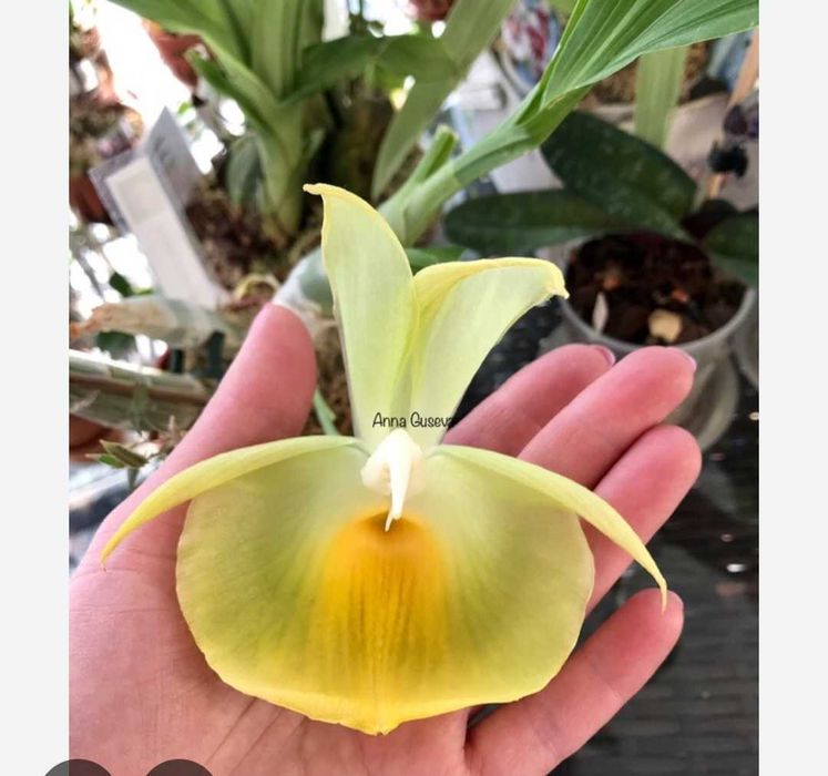 Орхидея морковка catasetum puleatum
